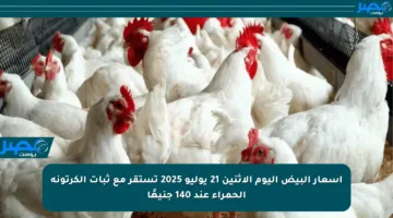 أسعار البيض اليوم الإثنين 21 يوليو 2025 تستقر مع ثبات الكرتونة الحمراء عند 140 جنيهًا
